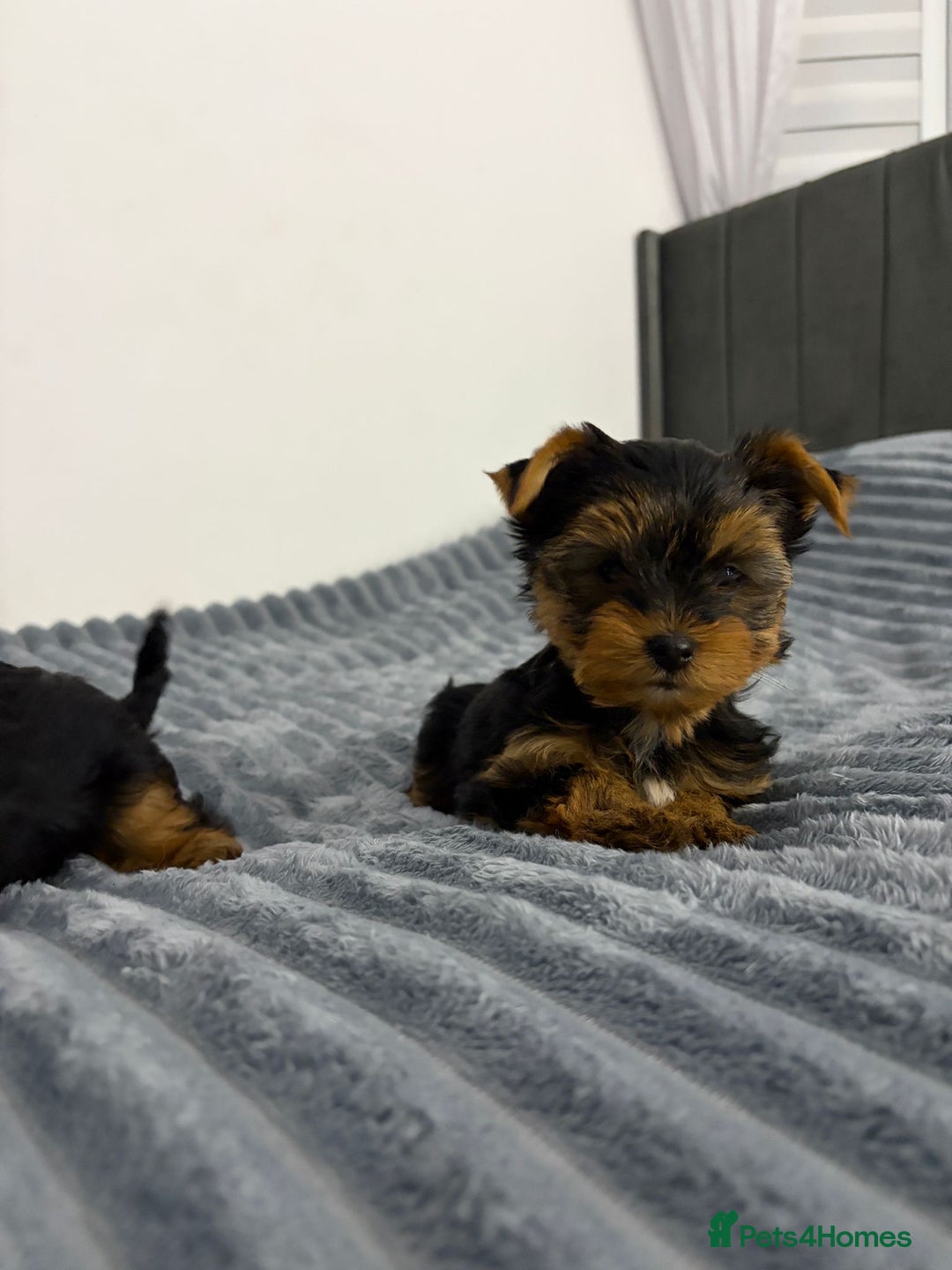 Yorkshire Terrier dogs for sale: Beautiful Yorkshire terrier Boys ready now 😻 - Advert 8