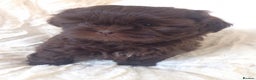 Shih Tzu dogs for stud: Solid None Fading Chocolate Imperial Shih Tzu in Canterbury - Advert 56