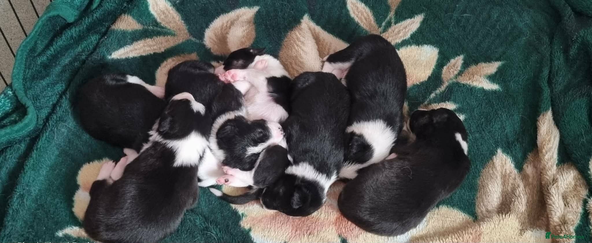 Border Collie dogs Litter of 6 beautiful male border collie puppies. - Advert 1