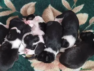 Border Collie dogs Litter of 6 beautiful male border collie puppies. - Advert 1