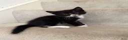 Mixed Breed cats for sale: 4 beautiful tuxedo cats for sale £100 each  in Enfield - Advert 12