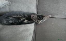 Bengal cats for sale: Kittens For Sale - Image 11
