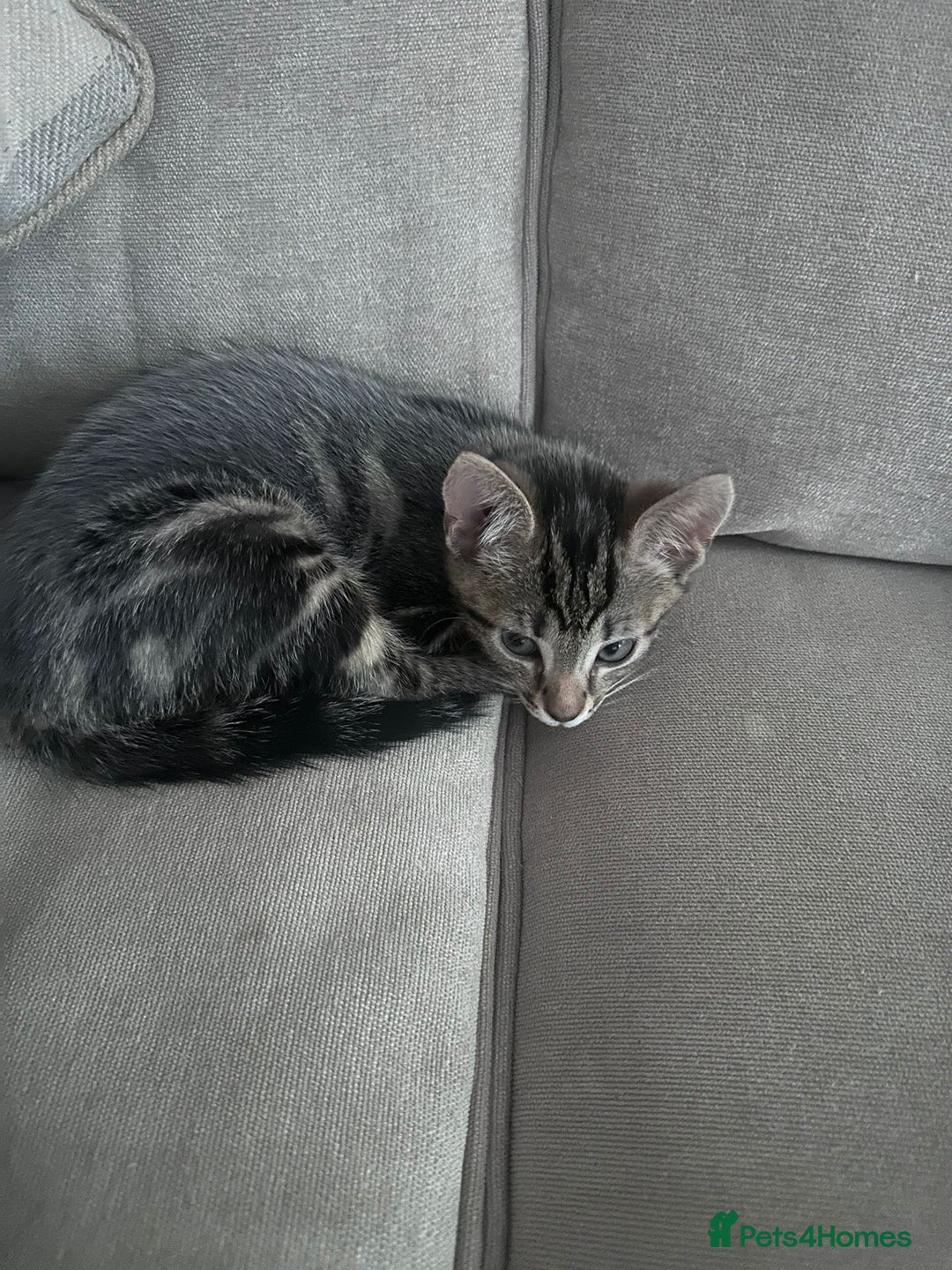 Bengal cats for sale: Kittens For Sale - Image 11