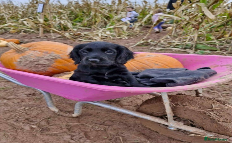 Cocker Spaniel dogs - Advert 1