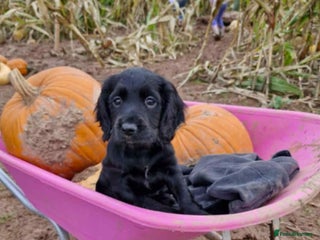 Cocker Spaniel dogs - Advert 9