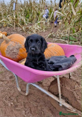 Cocker Spaniel dogs - Advert 1