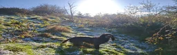 Sprocker dogs for sale: Sprockets Due This Week - Advert 5