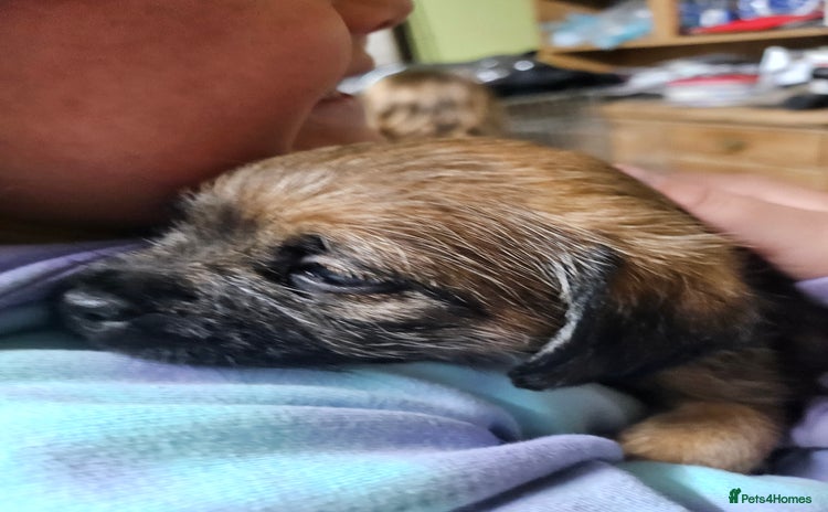 Border Terrier dogs - Advert 1