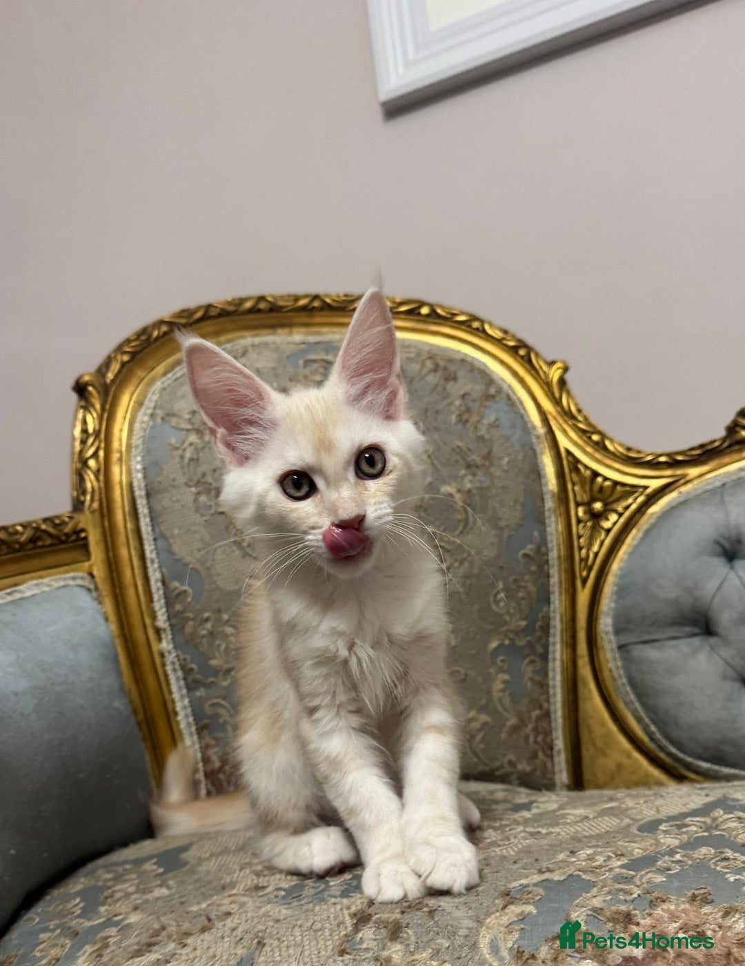 Maine Coon cats for sale: Maine Coon Kittens 🏆 20+ gen 🧬 pedigree 🎄🎄🎄 - Advert 32
