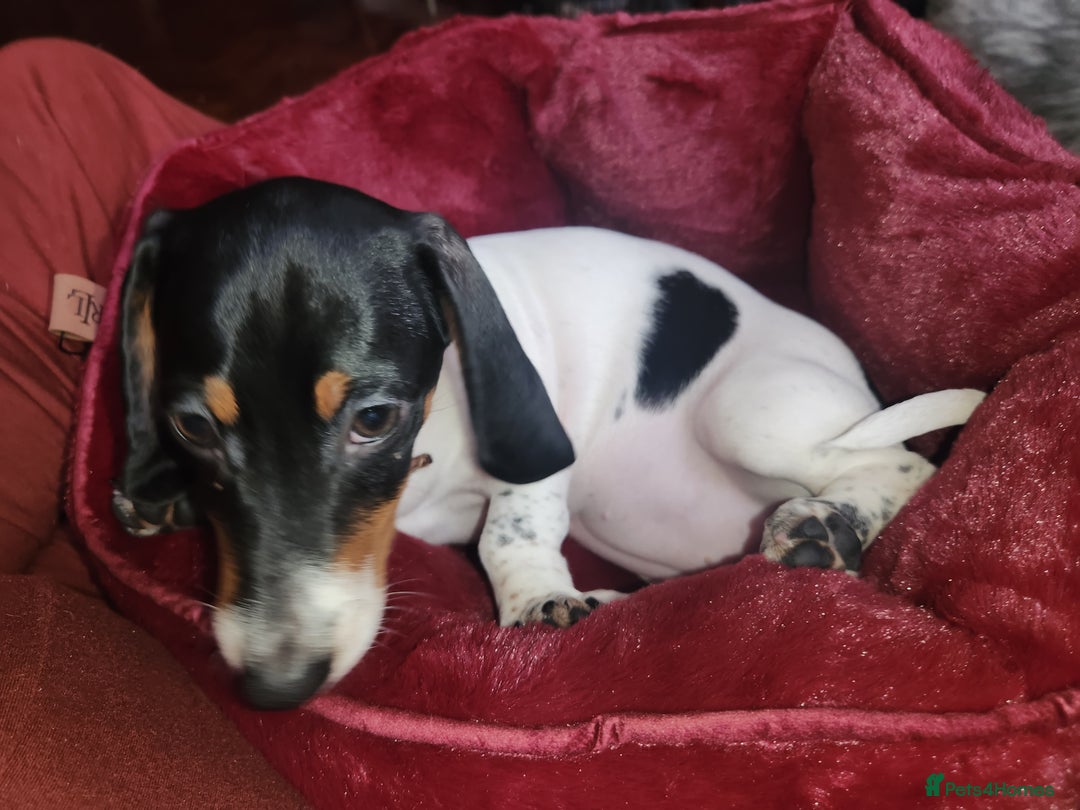 Dachshund dogs for sale:  **  sale of rear Dachshund Puppies  - Advert 33