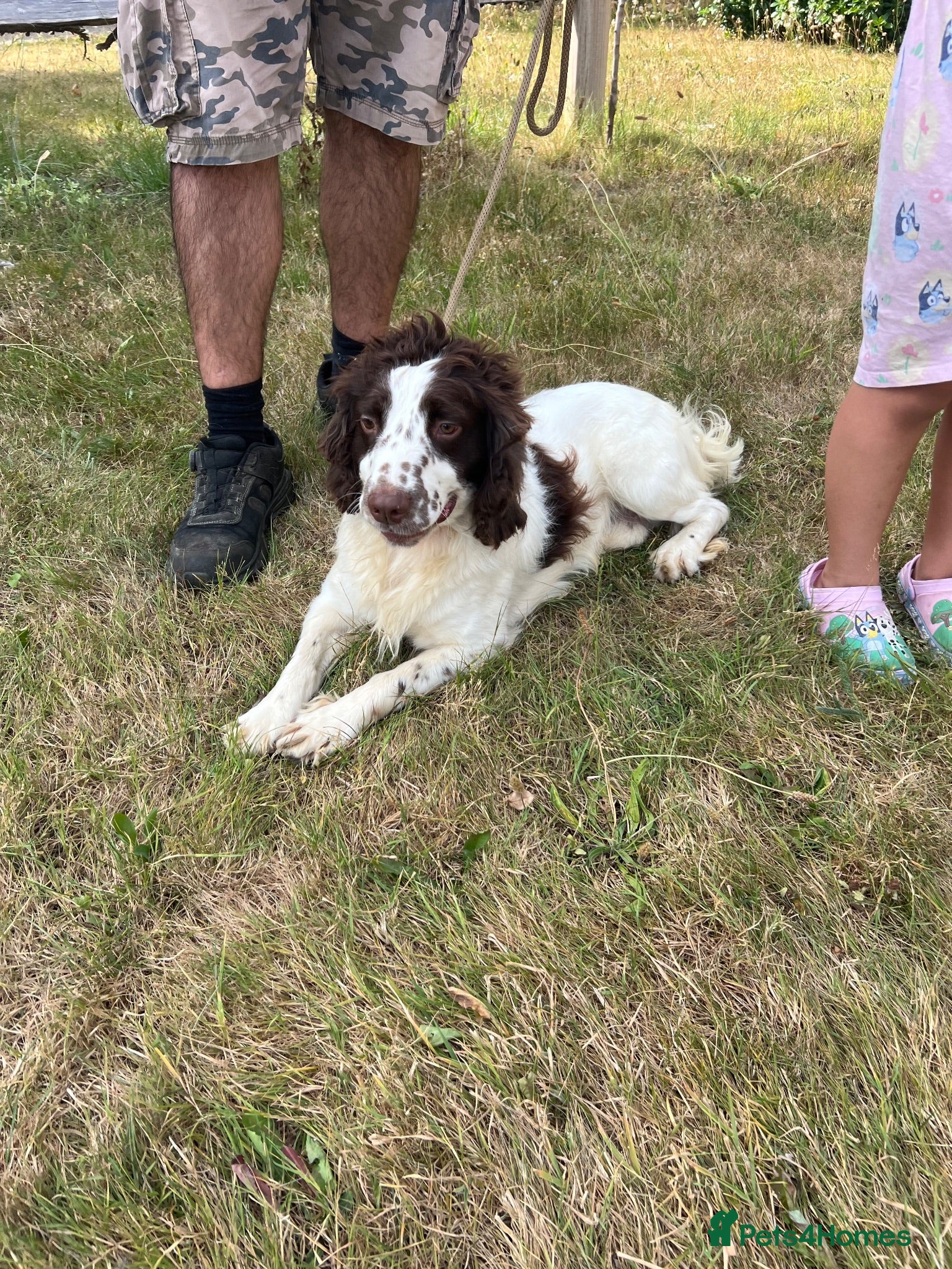English Springer Spaniel dogs Springer spaniel  - Advert 7