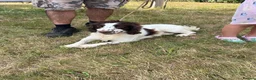 English Springer Spaniel dogs for sale: Springer spaniel  - Advert 1