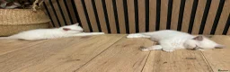 Ragdoll cats for sale: Pure ragdolls kittens  - Advert 14