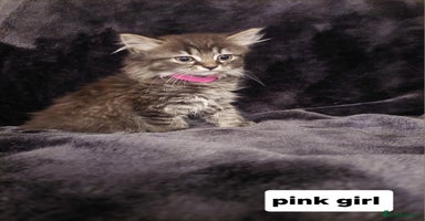 Mixed Breed cats - Advert 8