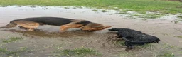 German Shepherd dogs for sale: 4 year old German Shepard  - Advert 7
