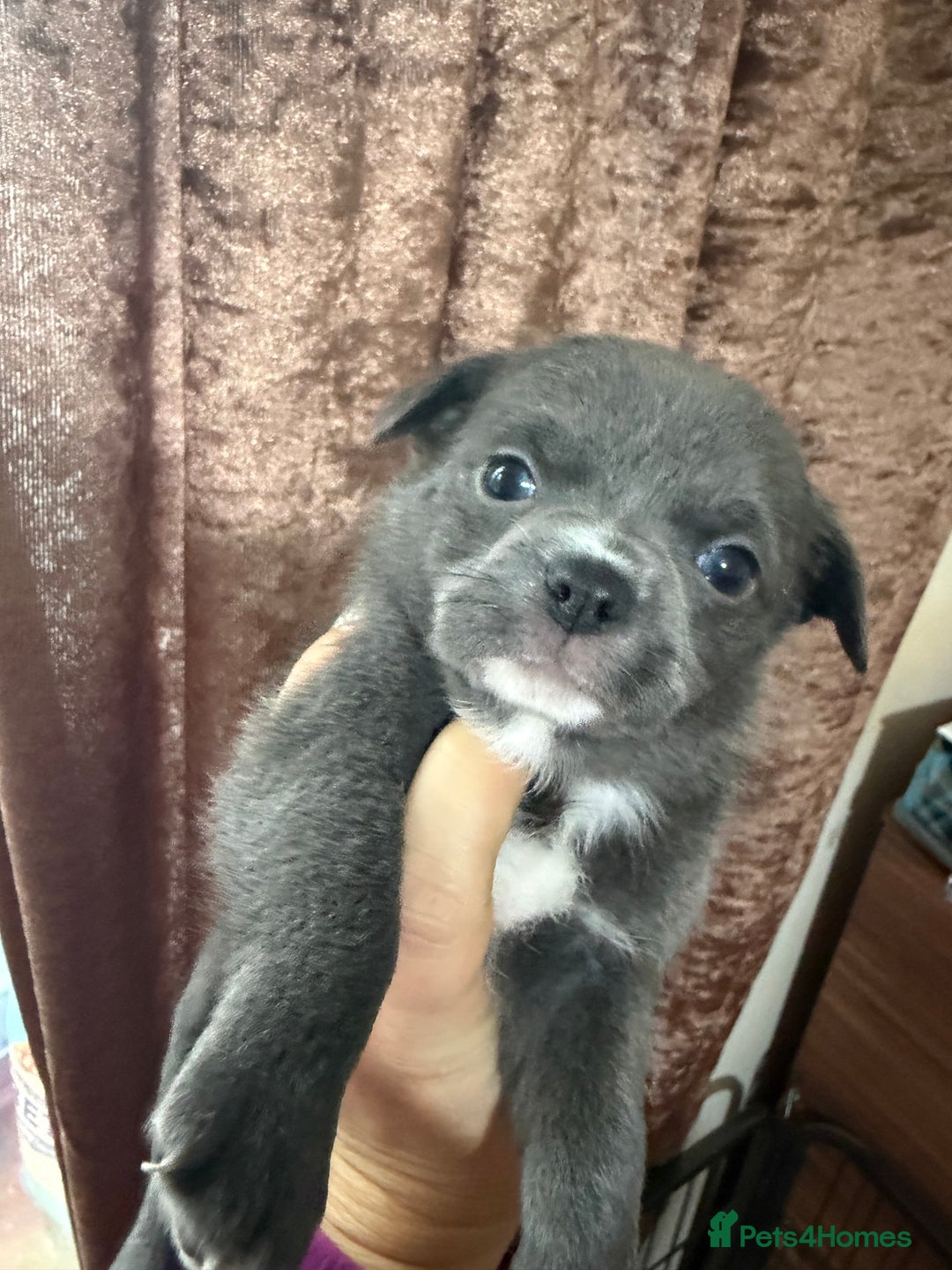 Chihuahua dogs for sale: Chihuahua pups - Advert 31