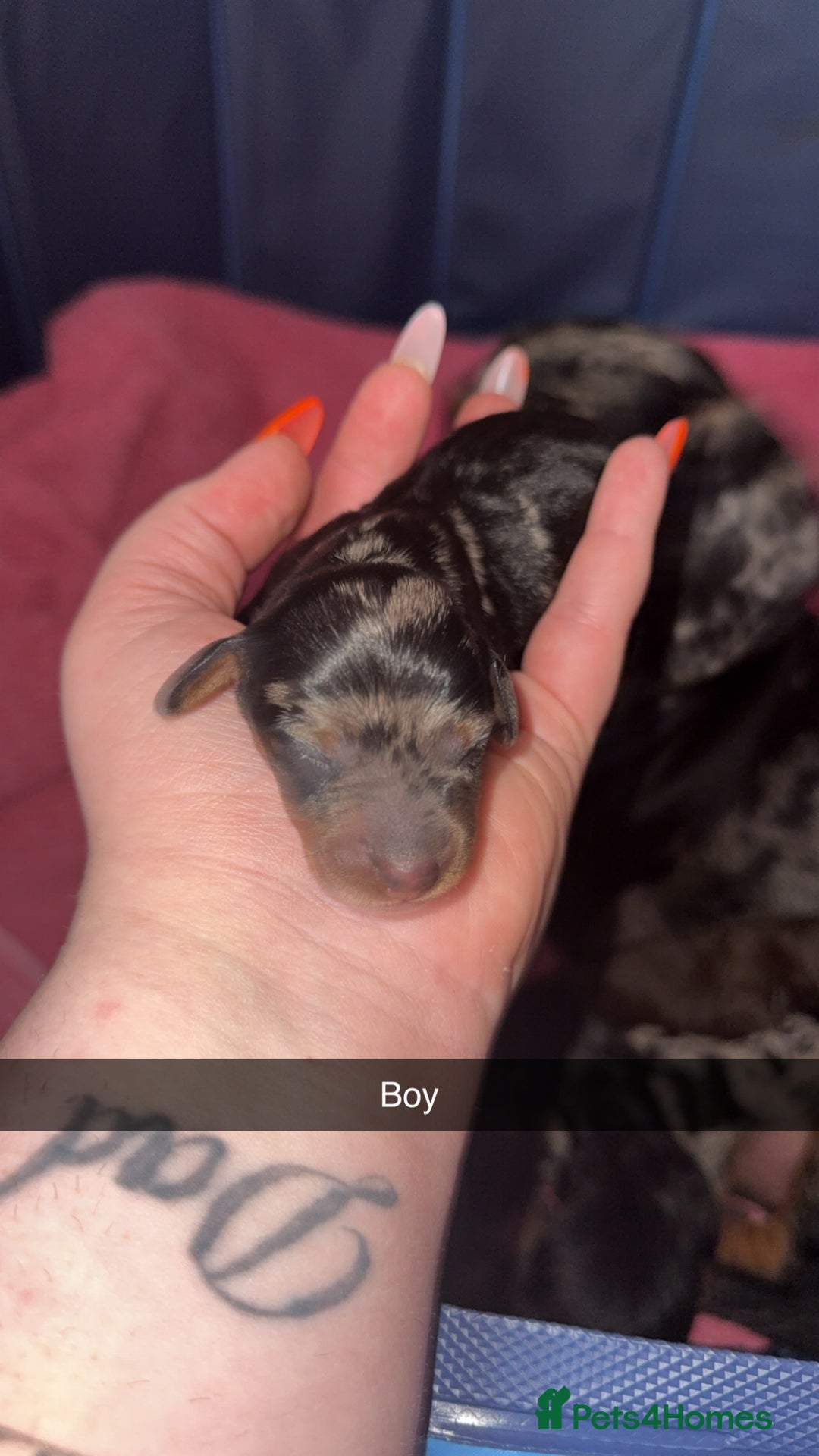 Miniature Dachshund dogs for sale: ✨ Miniature Dachshund puppies for sale!! ✨  - Image 6