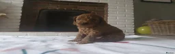 Cavapoo dogs for sale: Beautiful F1b Cavapoo boys looking for loving home - Advert 8