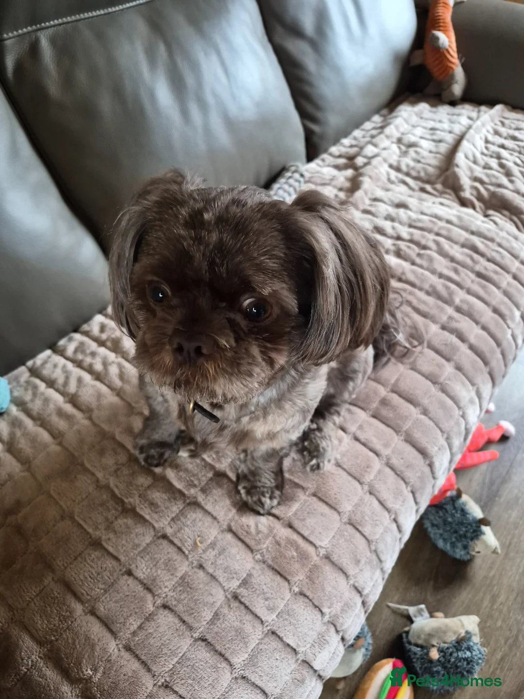 Shih Tzu dogs for sale: Shih tzu - Advert 7