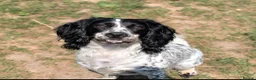 Cocker Spaniel dogs for sale: Stunning working cocker spaniels  - Advert 23