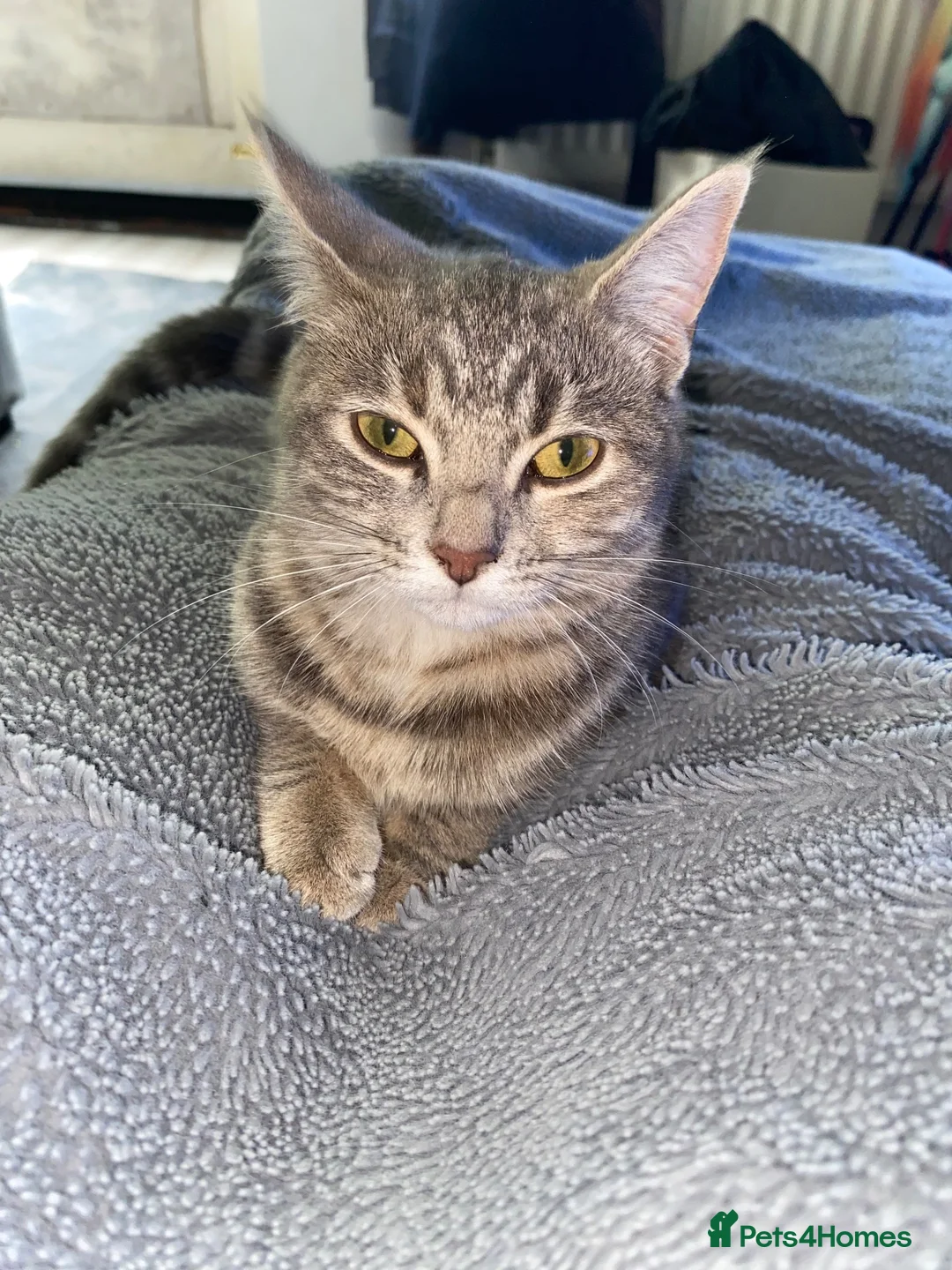 Mixed Breed cats for sale: Beautiful Girl looking for forever home - Advert 2