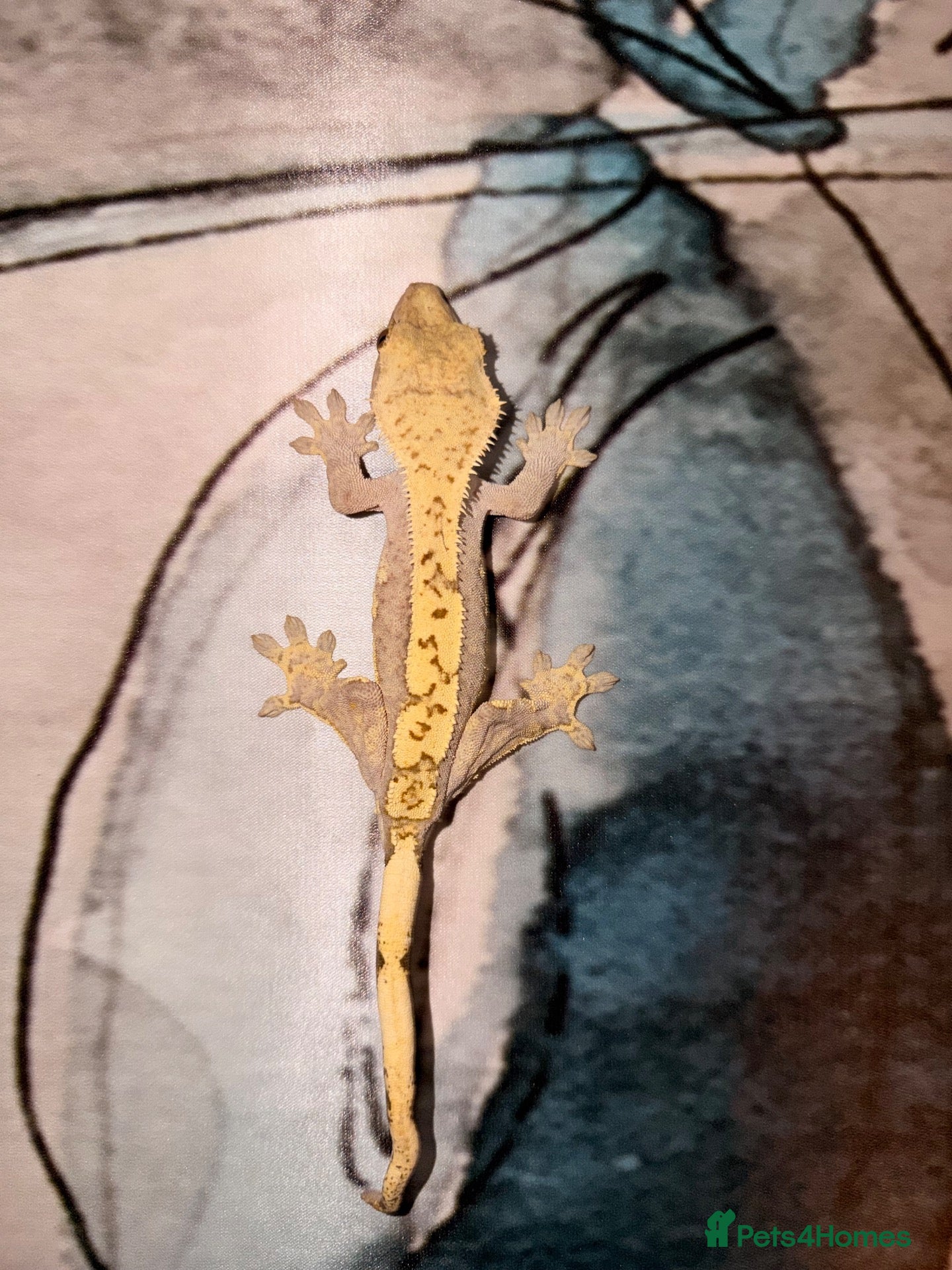 Gecko reptiles Crested geckos and leopard geckos  - Advert 10