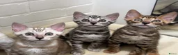 Bengal cats for sale: 🌟pedigree bengal kittens🌟 - Advert 9