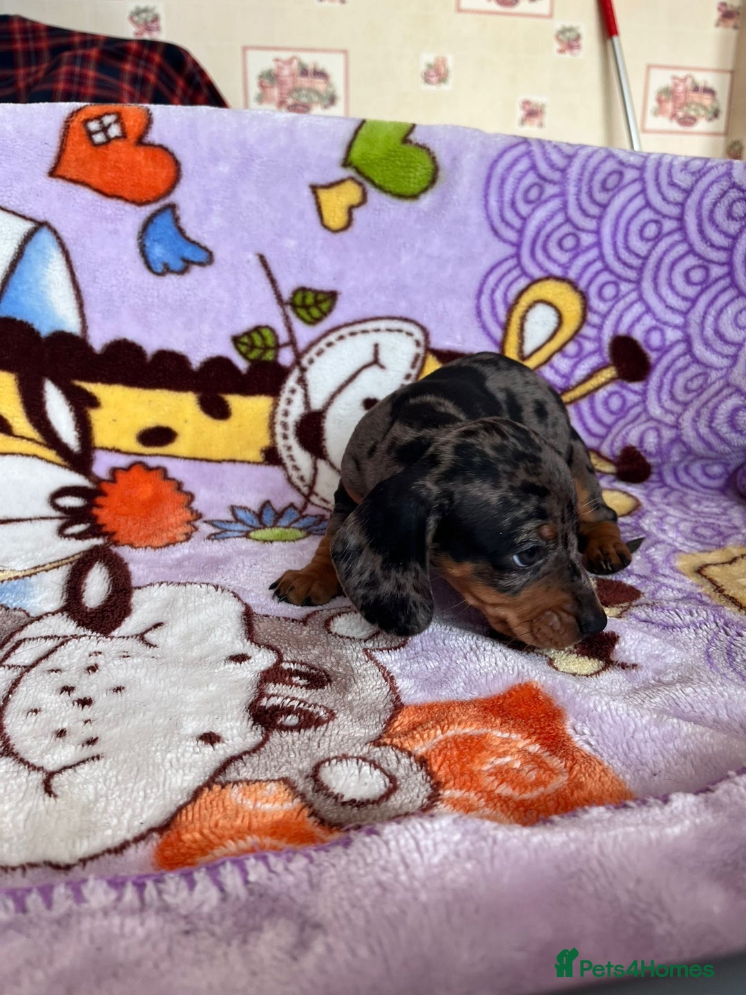 Dachshund dogs for sale: Just one girl left. Ready for her new homes - Advert 26
