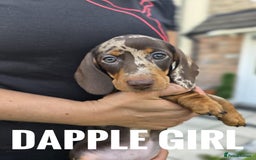 Dachshund dogs for sale: Beautiful piebald and dapple dachshund puppies  - Image 14