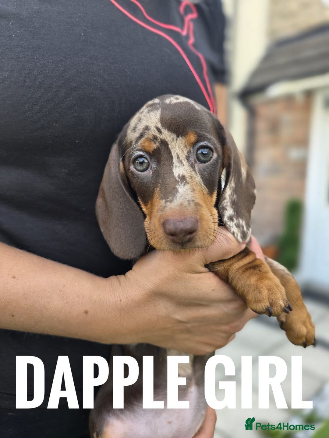 Dachshund dogs for sale: Beautiful piebald and dapple dachshund puppies  - Image 14