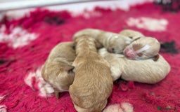 Cockapoo dogs for sale: Beautiful Health Tested F1 Show Cockapoos - Image 3