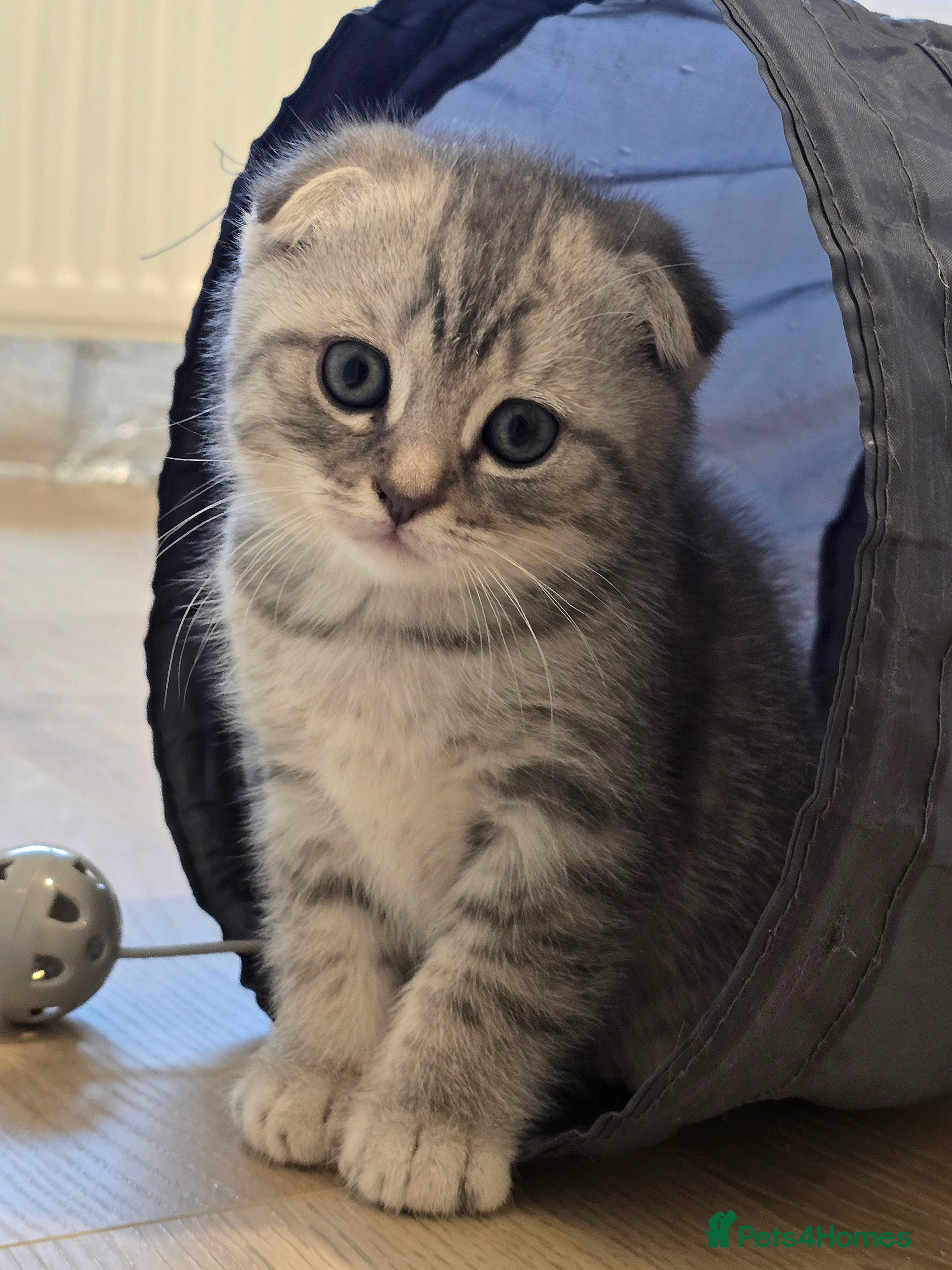 Scottish Fold cats Gorgeous Scottish Fold and straight kittens - Advert 6