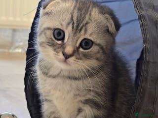 Scottish Fold cats Gorgeous Scottish Fold and straight kittens - Advert 6
