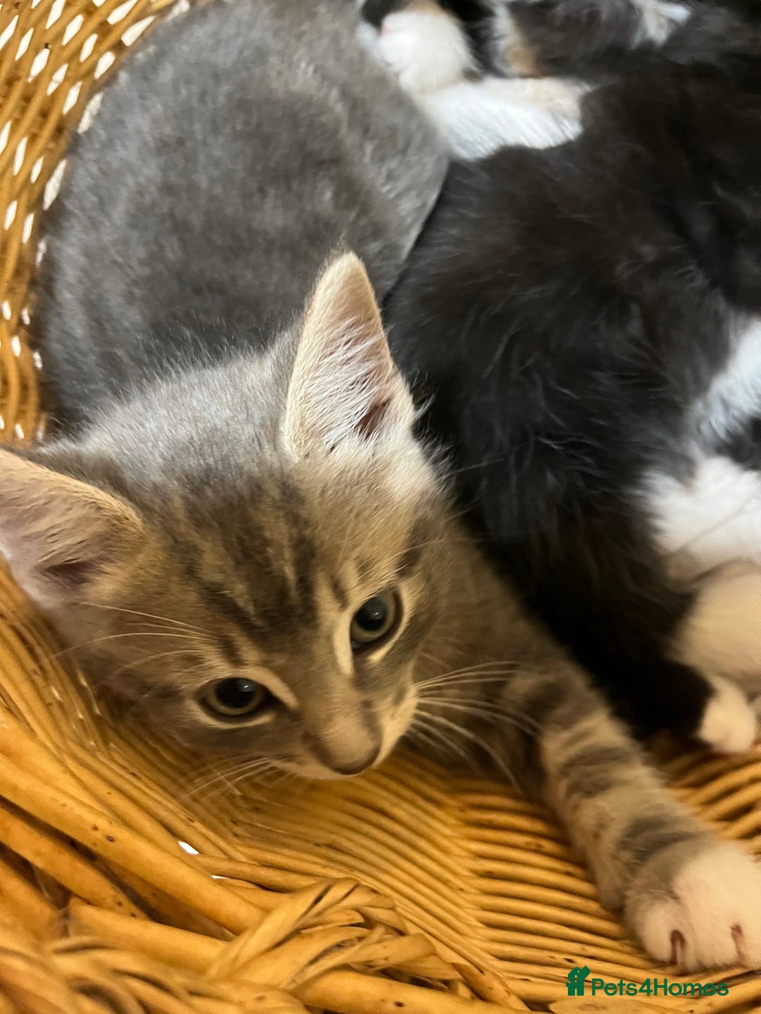 British Shorthair cats for sale: Gorgeous friendly kittens - Image 16