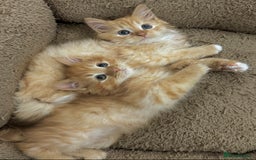 Mixed Breed cats for sale: GORGEOUS SIBERIAN X KITTENS  - Image 5