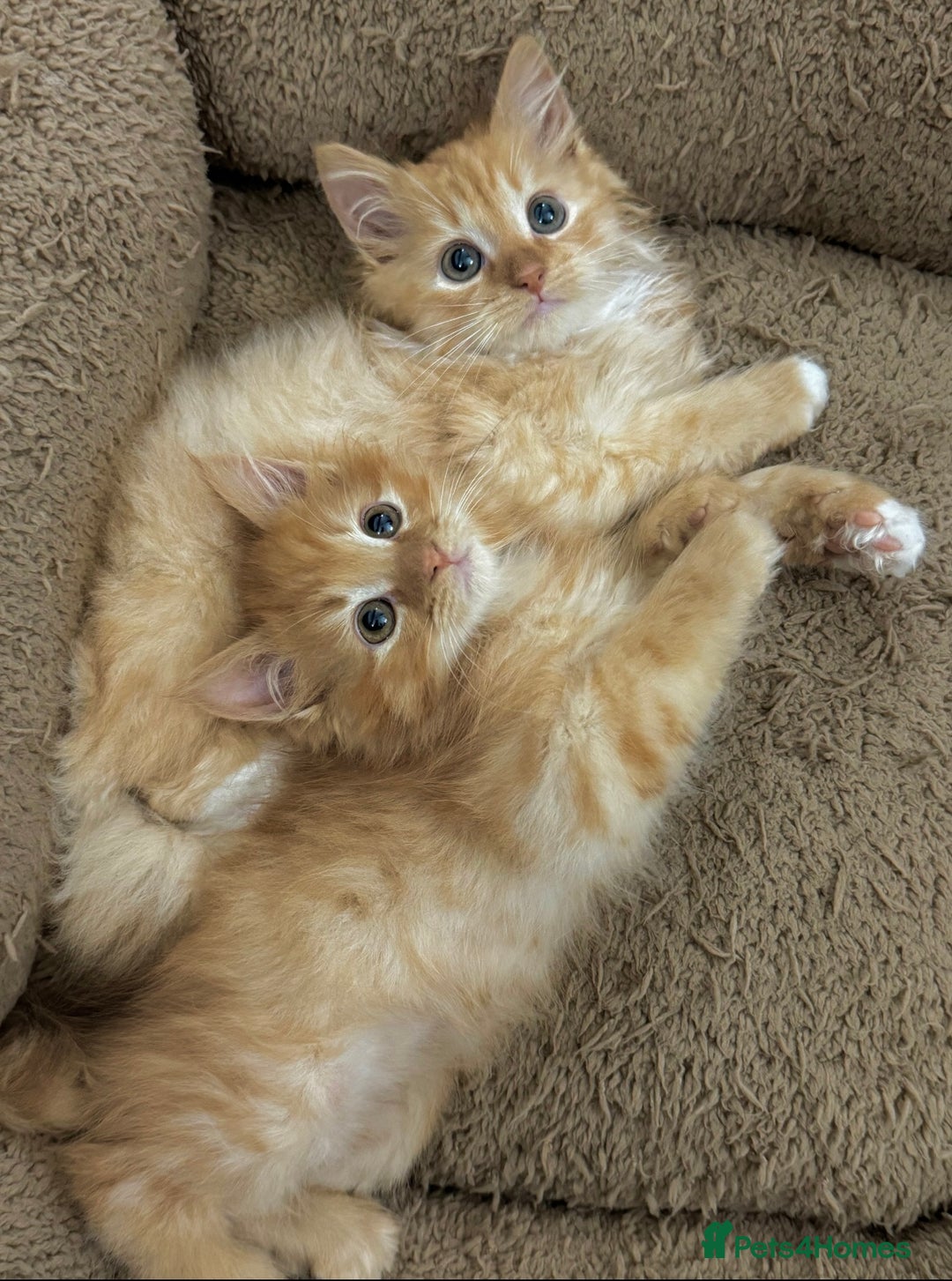 Mixed Breed cats for sale: GORGEOUS SIBERIAN X KITTENS  - Image 5