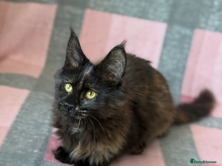 Maine Coon cats - Advert 13