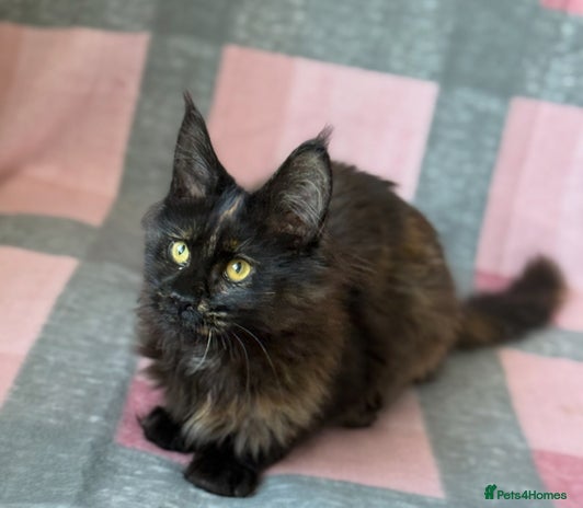 Maine Coon cats - Advert 4