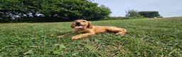 Mixed Breed dogs for sale: Golden Irish  - Advert 2