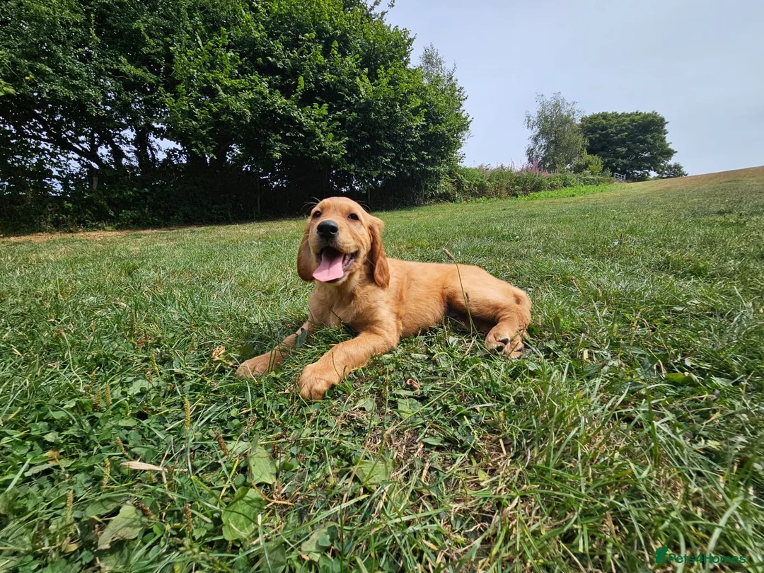 Mixed Breed dogs for sale: Golden Irish  - Advert 2