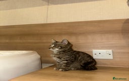 Ragdoll cats for sale: Ragdoll X bengals  - Image 17