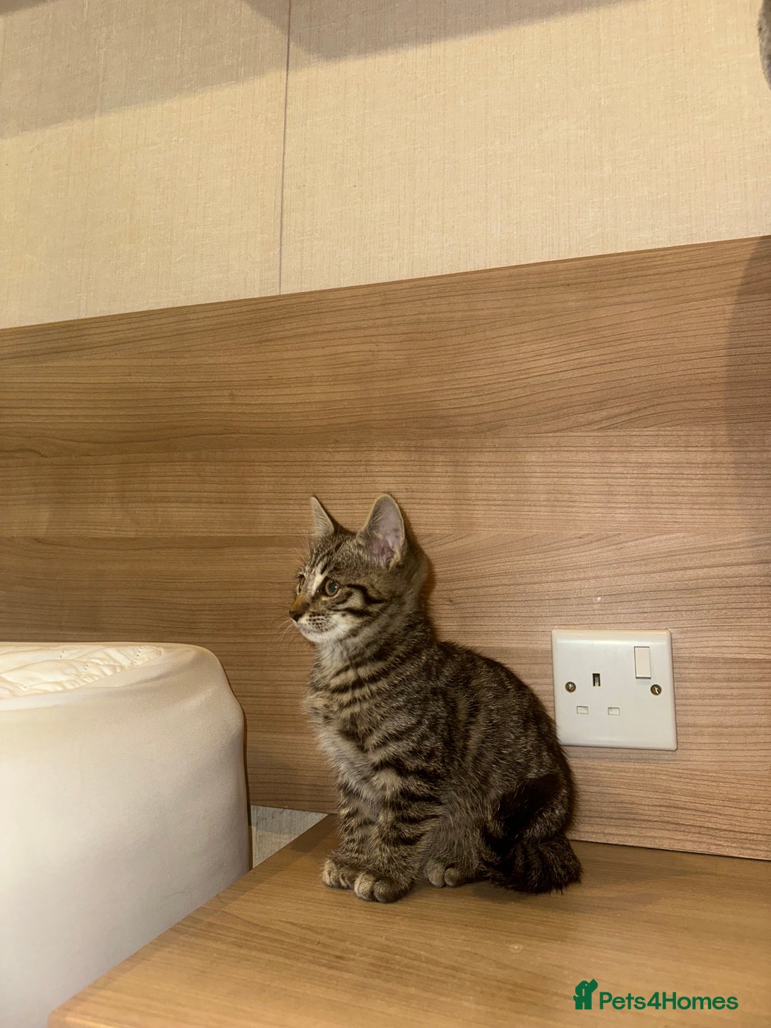 Ragdoll cats for sale: Ragdoll X bengals  - Image 17