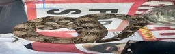 Boa Snake reptiles for sale: Baby boa constrictors various morphs in Cannock - Advert 5