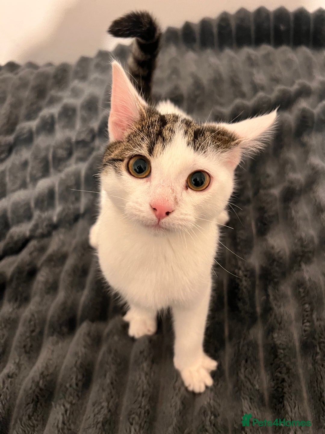 Mixed Breed cats for sale: 2 Kittens for sale 2 girls, Welcome to view  - Advert 5