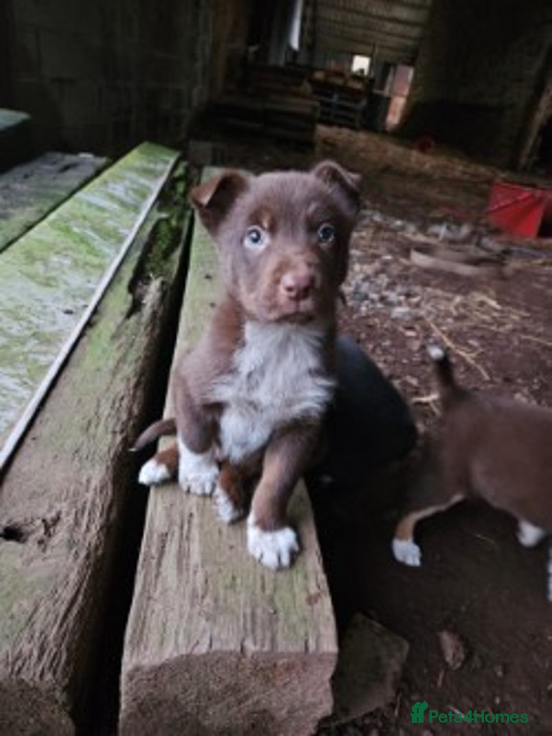 Mixed Breed dogs for sale: brown collie puppies (1 black) - Advert 11