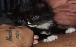 Ragdoll cats for sale: 3 beautiful girls ragdoll x domestic left! - Image 4