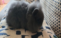 Lionhead rabbits for sale: Lionhead baby bunnies  - Image 4