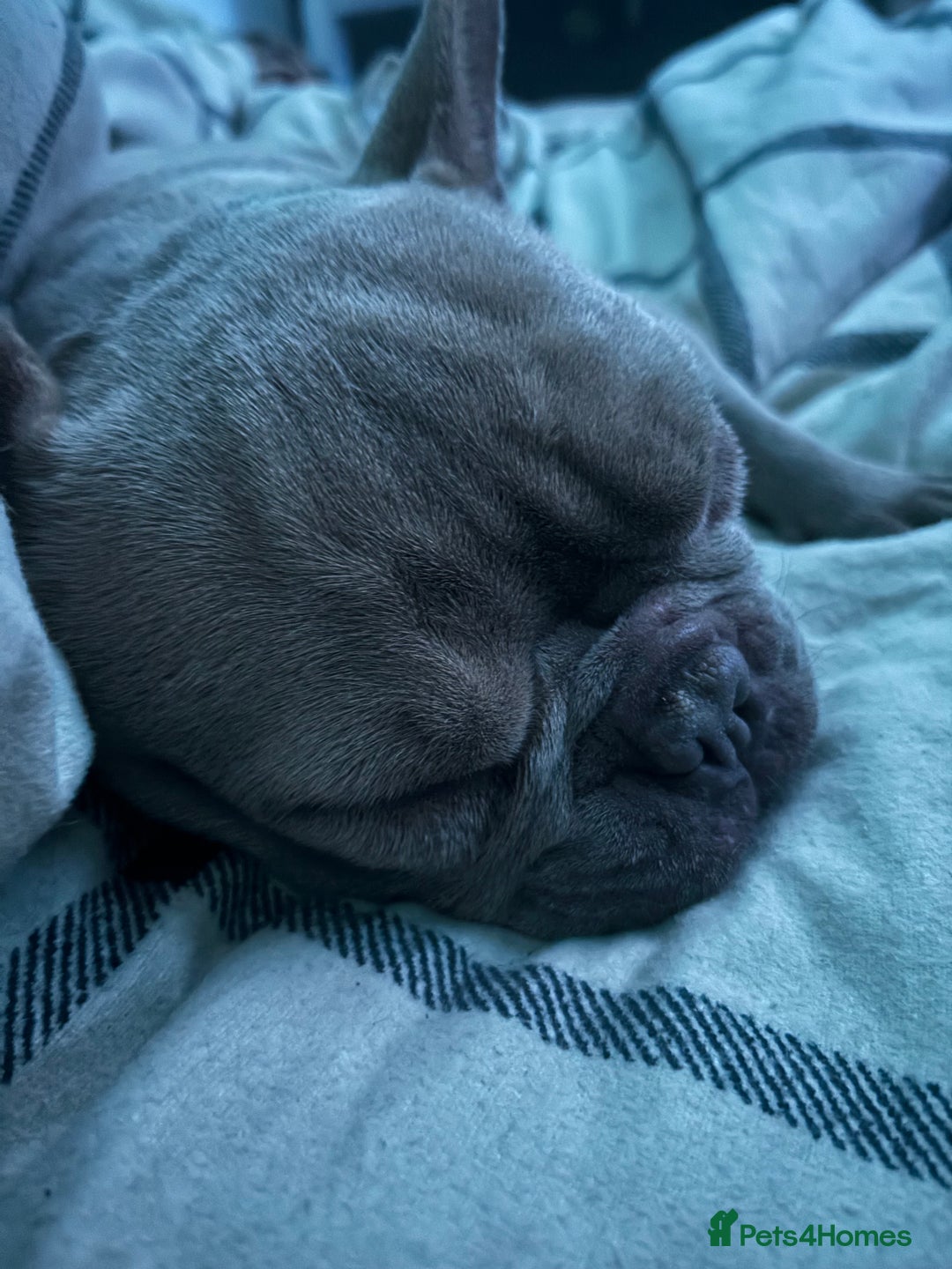 French Bulldog dogs for sale: Bunny  - Image 3