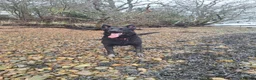 Belgian Shepherd Dog dogs for sale: Luna Belgian mali looking for forever home  - Advert 8