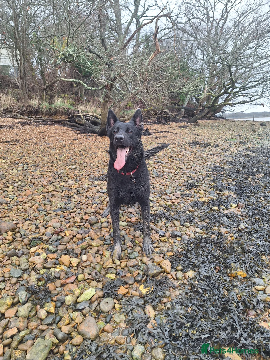 Belgian Shepherd Dog dogs for sale: Luna Belgian mali looking for forever home  - Advert 8